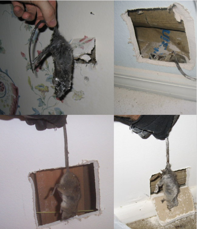 Wall Removal Biohazard